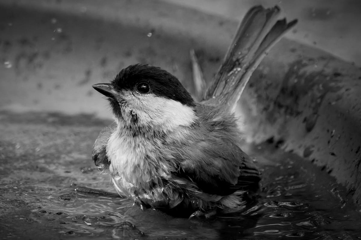 News from the DVF 2025 B&W Print Cup